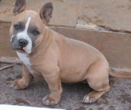 The left side of a tri-color American Bully puppy that is sitting in front of a house, it is looking forward and its large ears are in the air.