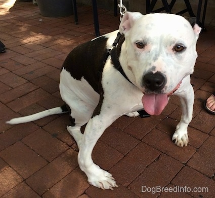 A Dog with bowed out front legs is sitting outside on a brick surface with its mouth open and tongue out