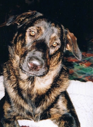A black and brown German Sheprador is laying on a human