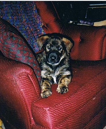 A small black and brown German Sheprador puppy is laying on a red arm chair with a colorful pillow and blanket next to it
