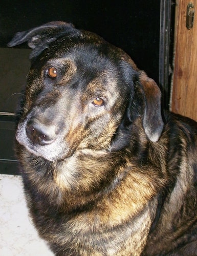 Close Up upper body shot - A black and brown German Sheprador is standing in front of a door.