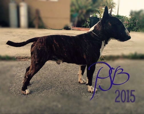 Left Profile - Hugo Boss the Miniature Bull Terrier standing in a road. 