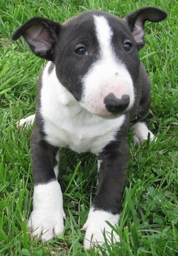 Winston the black and white Miniature English Bull Terrier laying in grass and looking at the camera holder