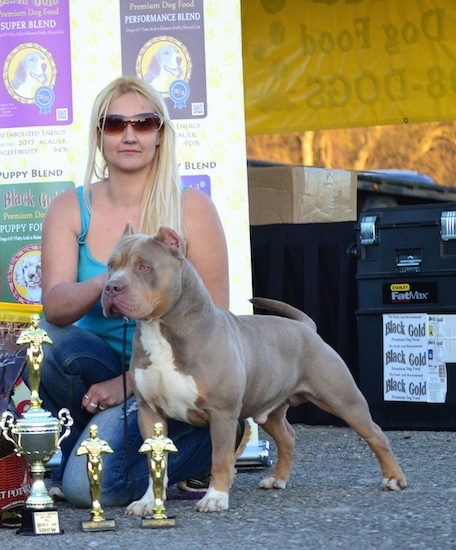 The front left side of a gray with white American Bully that is standing next to 3 trophies and a blonde-haired woman.