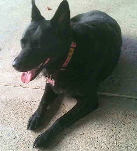 A black German Sheprador is laying on a sidewalk. Its mouth is open and its tongue is out
