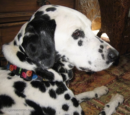 Front side view of a white dog with black patchy spots on it laying down in a living room looking to the right. The dog