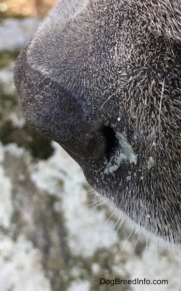 Close up of the side of a dog