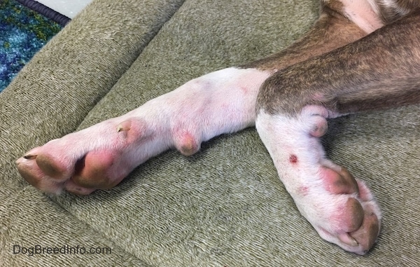 The front paws of a dog that are abnormally pink with scabs.