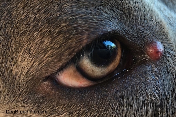 Close up - A red tumor looking lump on the corner of a dog
