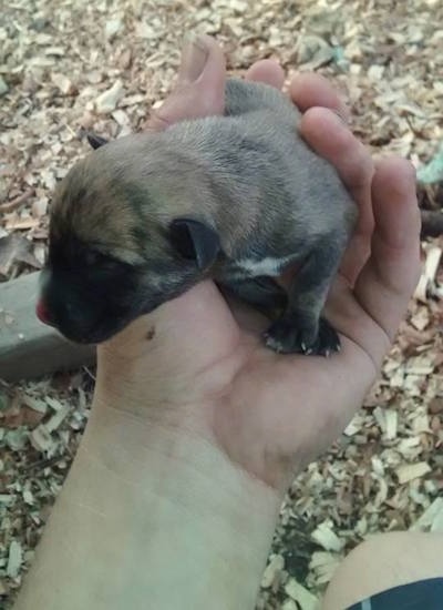 A newborn German Sheprador is being held in the air by a persons hand