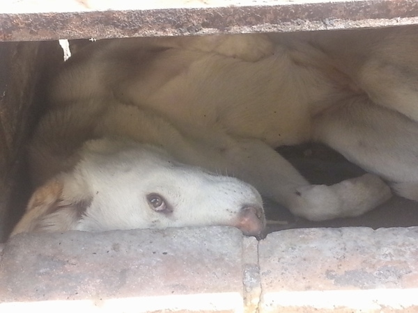 A white dingo with a light brown nose and dark eyes laying under a concrete porch looking at the camrea.