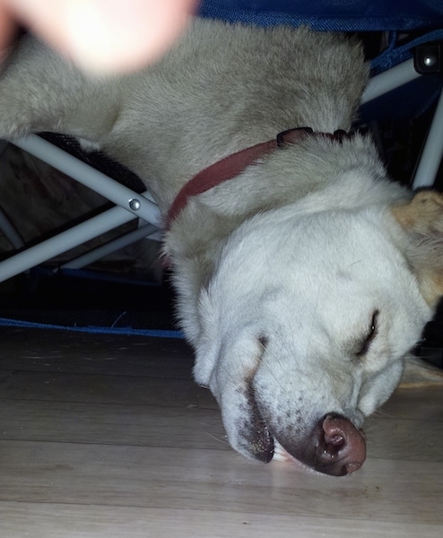 The head of a white dingo with tan ears and a brown nose sleeping on a chair with its head hanging down to the floor. Its teeth are showing as its head pushed into the hardwood floor.