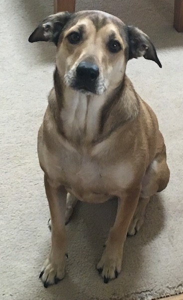 Front view - A tan with black dog sitting on a tan carpet. The dog has rose ears that are pinned back, large round dark eyes, a big black nose, a broad chest and extra skin around the neck area.