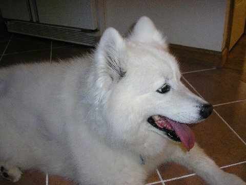 Side view of a thick-coated, fluffy perk eared white dog with a black nose, black lips and dark eyes facing the right panting with her tongue sticking out laying down on a brown tiled floor.