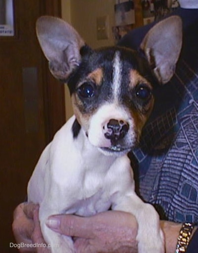 Front view - A small tricolor white, black and tan puppy with perk ears being held by a lady in a blue shirt. The dog is looking at the camera. The dogs perk ears are wide.