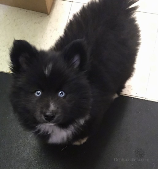 View from the top looking down at a thick coated fluffy black dog with a white chest and blue eyes standing on a white tiled floor looking up. The pup has small perk ears that stand up in the air and a black nose.