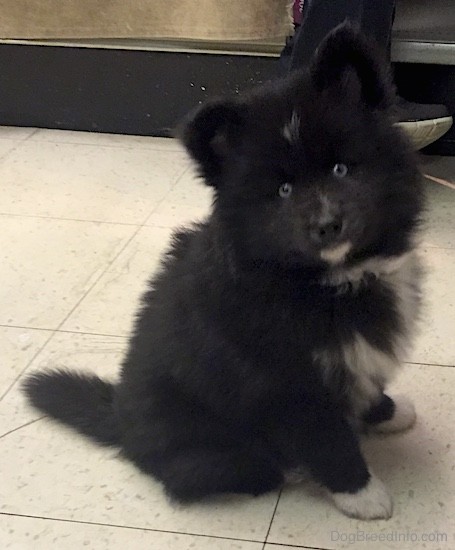 Front side view of a thick coated, soft looking, fluffy black dog with a white chest and blue eyes sitting down on a white tiled floor. The pup has small perk ears that stand up in the air and a black nose and a white chin with white on the tips of his paws.
