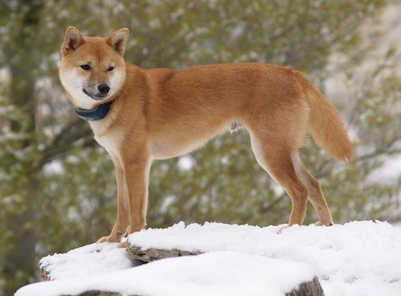 Side view of a brown and tan dog with small perk ears, a black nose and slanted eyes wearing a black collar standing on a large rock covered with snow.