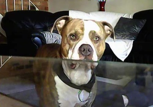 A brown brindle and white dog with a large dark gray nose standing in front of a table with a glass top with a black couch behind him.