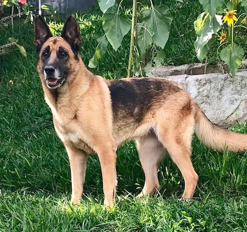 A tan and black, large breed dog with gray on her muzzle, a long tail, long snout, dark eyes and a black nose standing outside in front of a flower garden