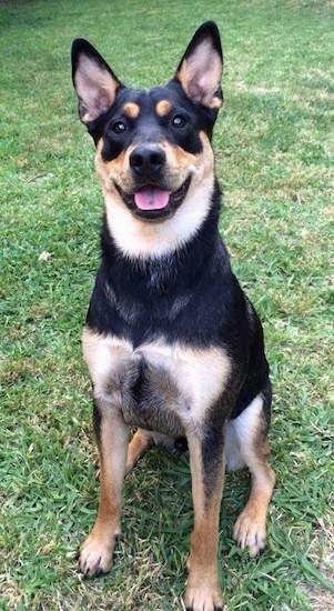 Front view of a large breed black and tan dog with large prick ears, dark eyes, a big black nose, a black spot on his tongue sitting down in grass looking happy