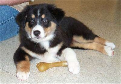 A tri-colored Australian Shepherd Puppy is laying on a tiled floor with a dog bone under its right paw and a person is sitting next to it.