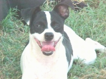 Close up front view - A white with black Rat Terrier is laying in grass. Its mouth is open and its tongue is curled out.