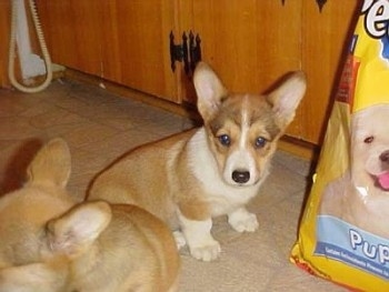 Two tan with white Pembroke Welsh Corgi puppies are sitting on a tan tiled floor and there is a large bag of dog food next to them.