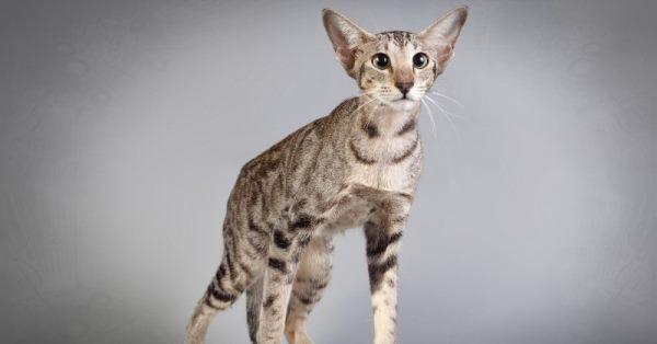 Ориентальные кошки имеют вытянутую морду и большие уши