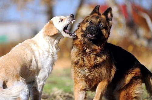 два пса проявляют агрессию