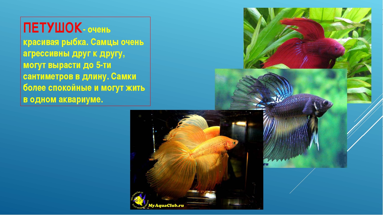 Презентация окружающий мир рыбы. Информация о рыбках. Аквариумные рыбки проект. Аквариумные рыбки информация. Аквариумные рыбки презентация.