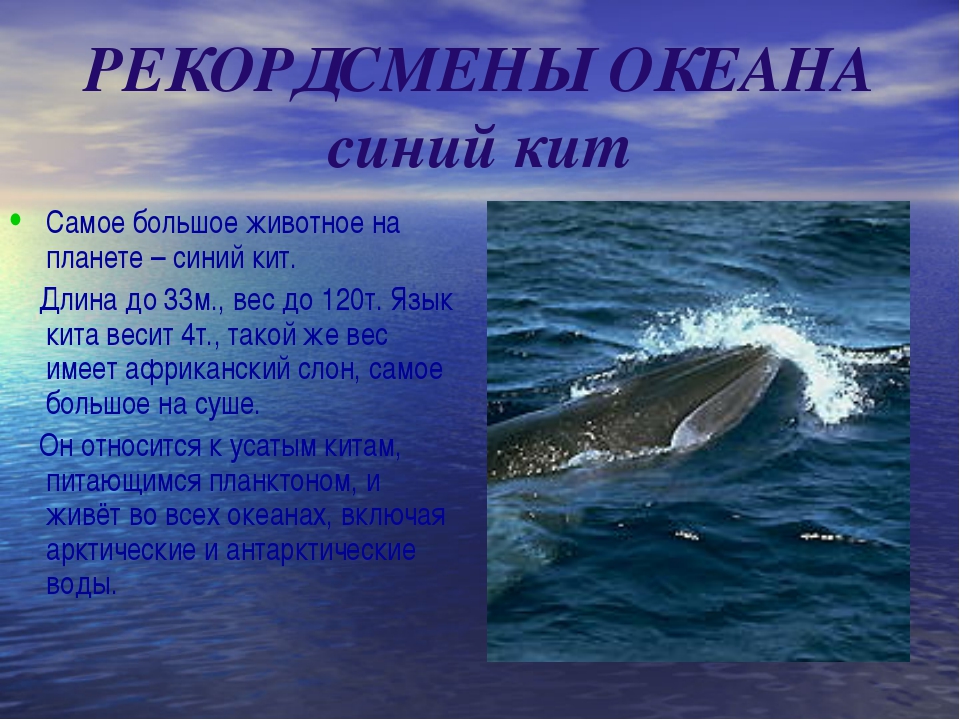 Физиологические признаки синего кита. Синий кит. Доклад про кита. Презентация на тему синий кит. Сообщение о ките.