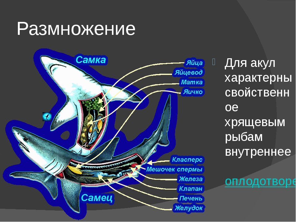 Какое оплодотворение характерно для костных рыб. Половая система рыб строение. Система размножения хрящевых рыб. Половая система хрящевых рыб рыб. Внутреннее строение рыб половая система.