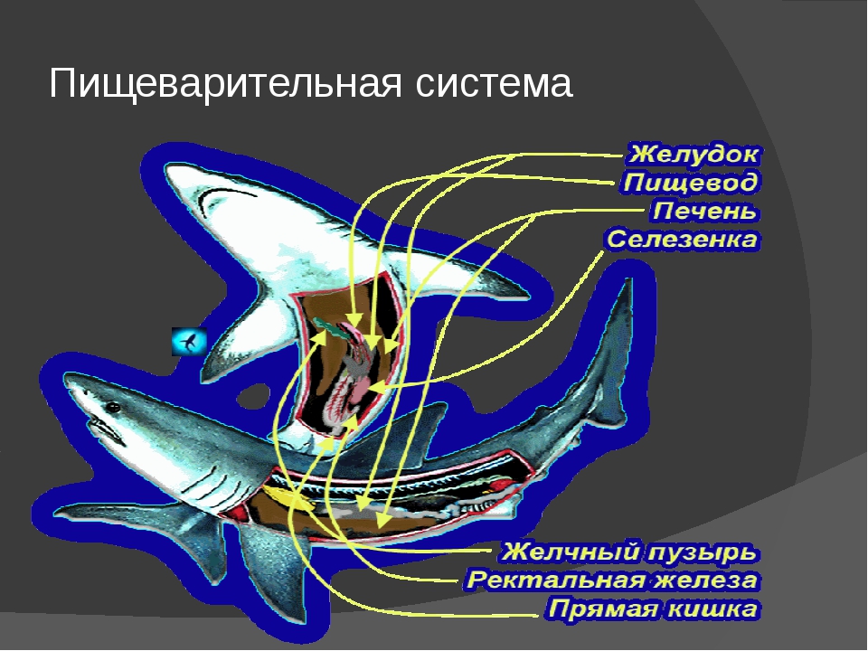 Внутреннее строение акулы. Внутренне строение хрящевых рыб. Строение пищеварительной системы хрящевых рыб. Дыхательная система хрящевых рыб. Строение пищеварительной системы акулы.