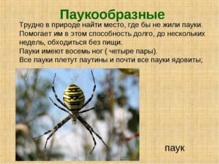 Паукообразные паук Трудно в природе найти место, где бы не жили пауки. Помога
