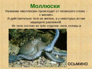Моллюски осьминог Название «моллюски» происходит от латинского слова - « мягк