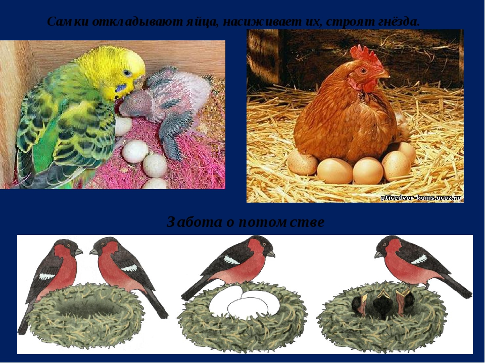Хорошо развита забота о потомстве у птиц. Гнезда птиц забота о потомстве. Какие животные откладывают яйца и насиживают их. Животное откладывающее яйца и насиживают их согревая. Забота птиц о потомстве презентация.