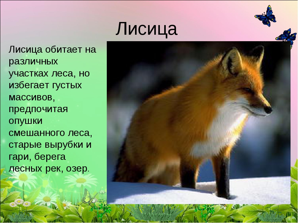 Доклад про лисов. Сообщение о лисах. Описание лисы. Краткая информация о лисице. Лиса картинка с описанием.