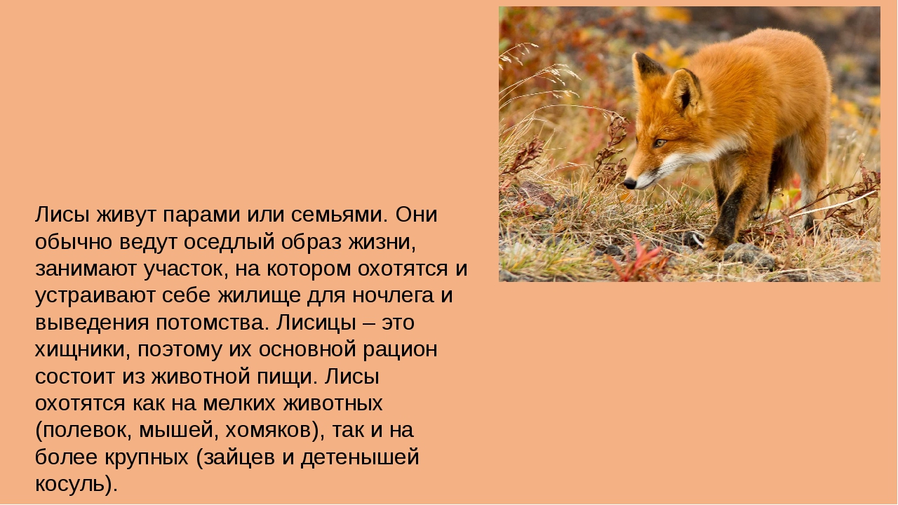 Доклад про лисов. Описание лисы. Краткое описание лисы. Рассказ о лисе. Рассказ про лису.