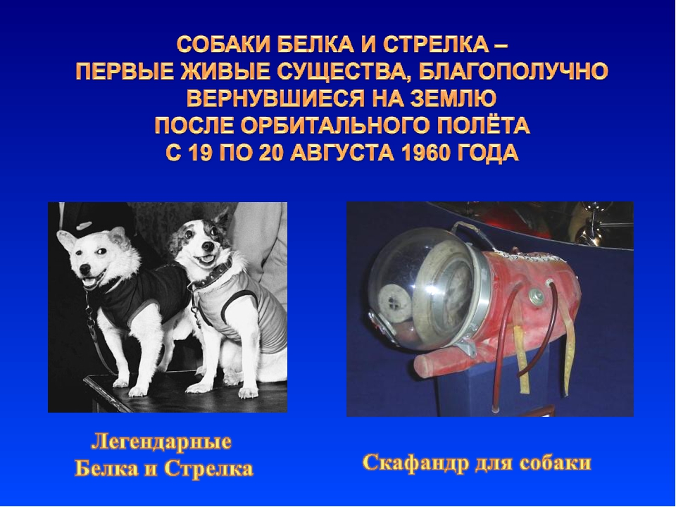В каком году собаки полетели в космос. Собаки в космосе. Собаки космонавты. Собаки которые летали в космос. Проект про белку и стрелку.