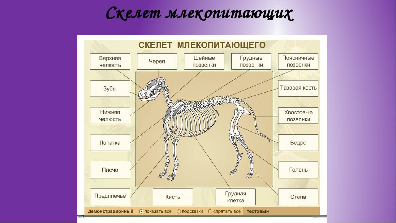 Внутреннее строение млекопитающих скелет. Скелет млекопитающего 7 класс биология. Отделы скелета млекопитающих таблица.
