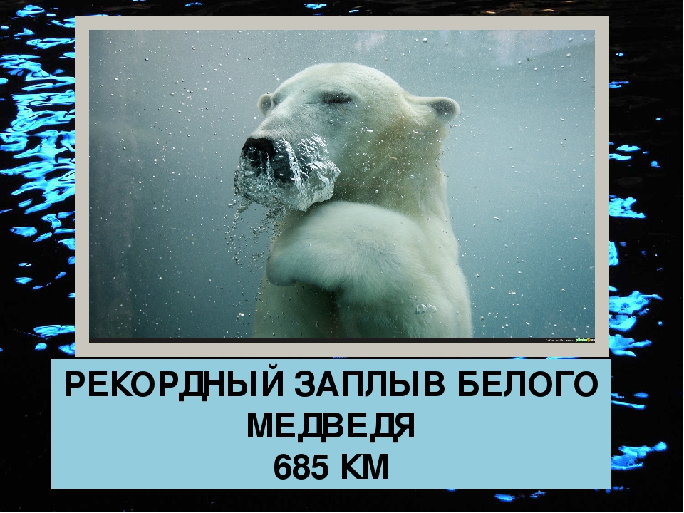 Медведь плавает скорость. Скорость белого медведя. Белый медведь скорость бега. Скорость плавания белого медведя. Скорость бега медведя.