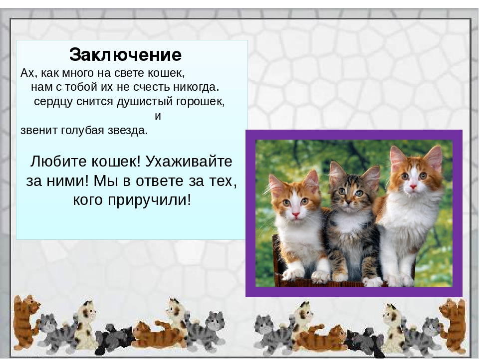 Урок чтения котята. Презентация про кошек. Проект домашние животные. Рассказ о домашних кошках. Проект кошки презентация.