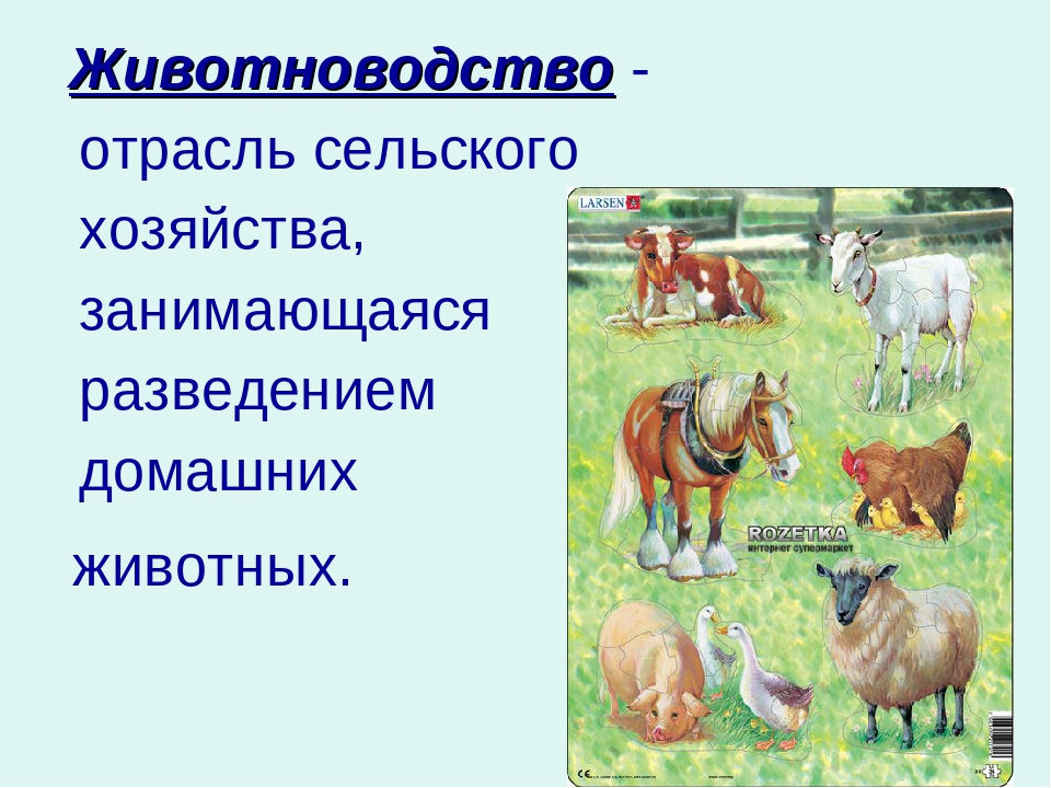 Каких животных разводят в московской области. Животноводство это отрасль сельского хозяйства. Проект отрасли животноводства. Животноводство презентация. Отрасли животноводства в нашем крае.