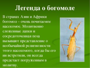 Легенда о богомоле В странах Азии и Африки богомол – очень почитаемое насеком