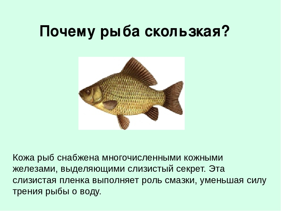Слизь которой покрыта рыба выделяется. Кожные железы у рыб. Рыба покрыта чешуей. Тело рыб покрыто слизью.