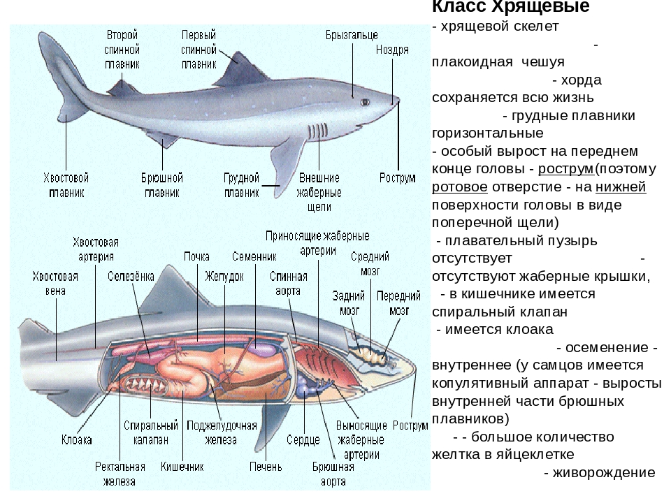Какую функцию выполняет спинной мозг у акулы