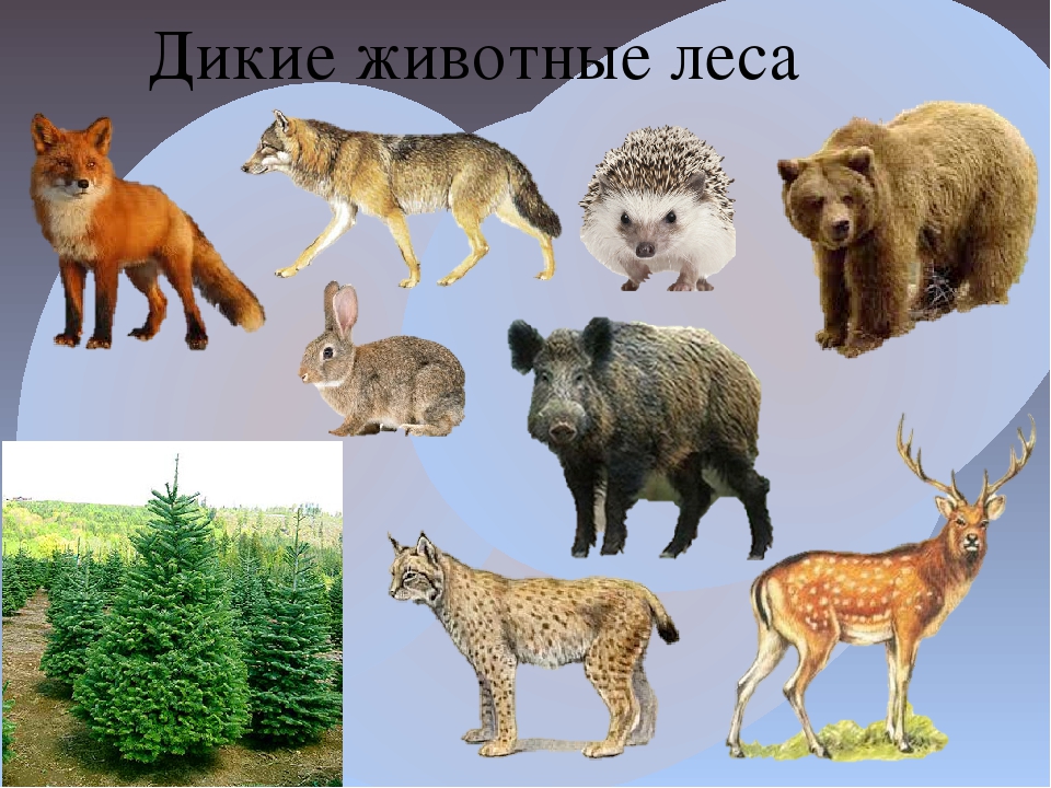 Лесные дикие звери. Название диких животных. Дикие Лесные животные. Животные наших лесов. Дикие животные наших лесов.