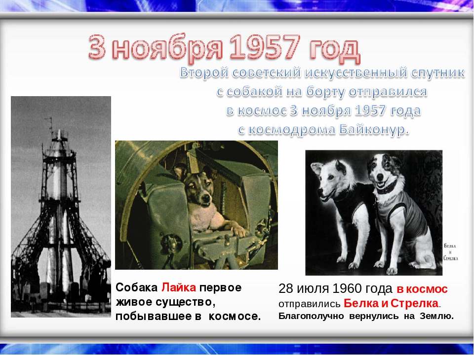 Первая собака в спутнике. Собачка лайка в 1957 году на космическом аппарате. 1957 Лайка в космосе. 1957 Г. первый космический пассажир – собака лайка.. 3 Ноября 1957 года.