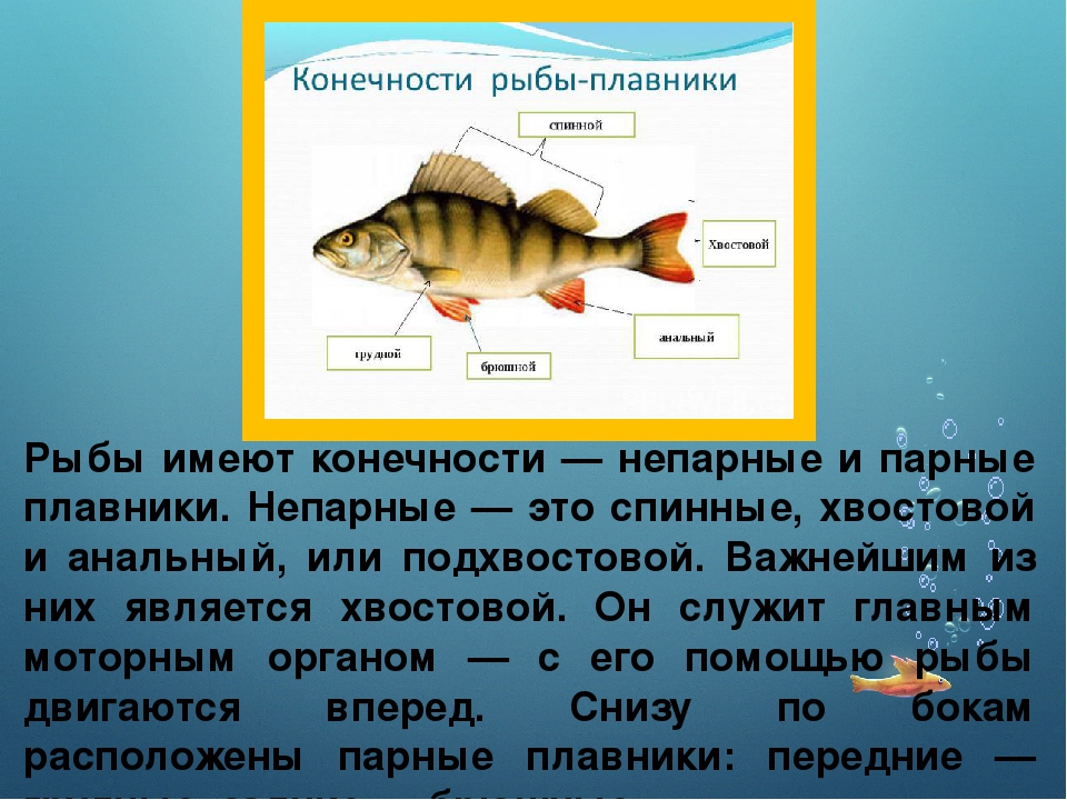 Внешнее строение речного окуня рыбы 7 класс биология таблица. Строение плавников рыб. Парные и непарные конечности рыб. Парные и не парный плавники у рыбы.